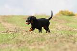 BEAUCERON - PUPPIES 112